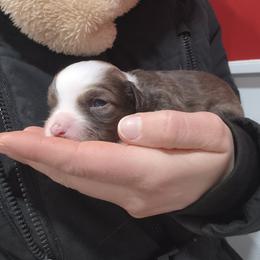 Halo - White and chocolate male Chinese Crested puppy in Frederick, Maryland from Lovable Cresteds