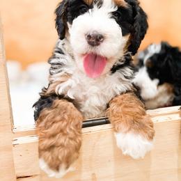 Bernedoodle, Goldendoodle, and Poodle Puppies from Teddy Doodles & Standard Poodles
