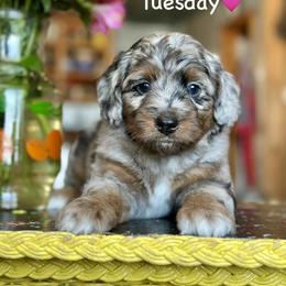 Tuesday - Blue merle female Aussiedoodle puppy in Lancaster, Minnesota from Finney Ranch