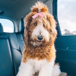 Noodle - Goldendoodle