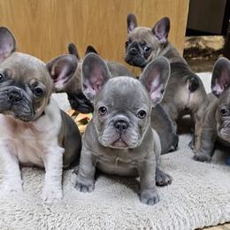 French Bulldog Puppies from Donna's French Bulldogs