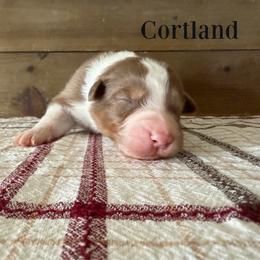 Cortland - Red tri-color male Australian Shepherd puppy in Kearney, Nebraska from Helix Aussies