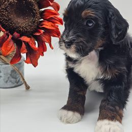 Mini Australian mountain doodle pumpkin - male Australian Mountain Doodle puppy in Salem, Missouri from Meadowbrook Poodles