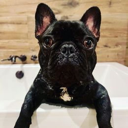 French Bulldogs from FrenchiesPupMiami