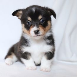 American Corgi Puppies from Diamond Corgis