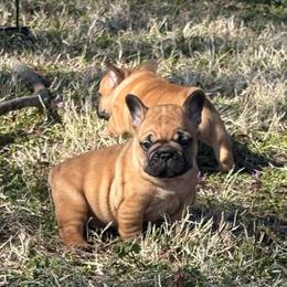 Tango - Fawn male French Bulldog puppy in Girard, Kansas from Frenchie Kingdom