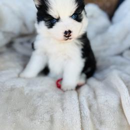 Girlie - Black and white female Pomsky puppy in Yavapai County, Arizona from Pawsh Pomskies