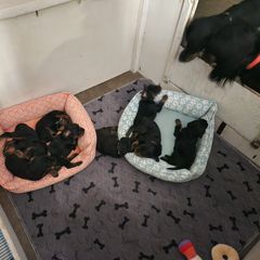 Gordon Setter Puppies from Tom McCleary