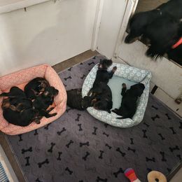 Gordon Setter Puppies from Tom McCleary