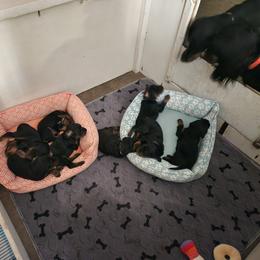Gordon Setter Puppies from Tom McCleary