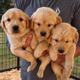 Female 7 - Golden female Golden Retriever puppy in Rainier, Washington from Hanson’s NW Goldens & Doodles