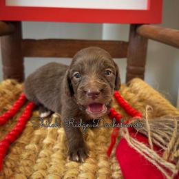 Dachshund Puppies from Shiloh Ridge Dachshunds