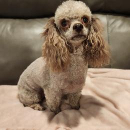 Lacy - Poodle