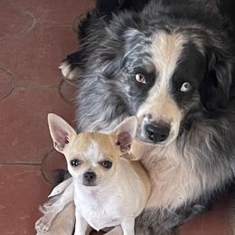 Diablo - Chihuahua