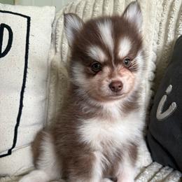 Pyro - Chocolate male Pomsky puppy in Valparaiso, Indiana from Valparaiso Pomskys