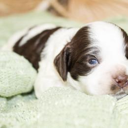 Max - Brown and white male Cockapoo puppy in Rattan, Oklahoma from Double M Cocker Spaniels