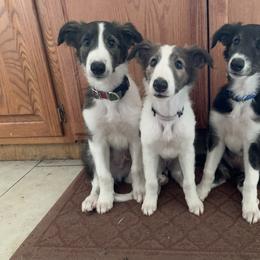 Silken Windhound Puppies from Oak Creek Silken Windhounds