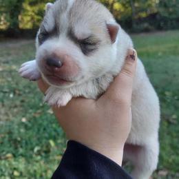 Geode - Gray and white male Siberian Husky puppy in Cassatt, South Carolina from Tundra Storm Siberians