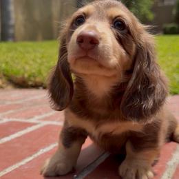 Brownie - Chocolate and cream male Dachshund puppy in California from Wooofyland LLC