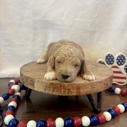 Stars - Red  female Goldendoodle puppy in Gower, Missouri from Hillside Paws