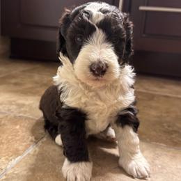 Summer - White and red female Bordoodle puppy in Canfield, Ohio from Poo's Doo's & Inu's