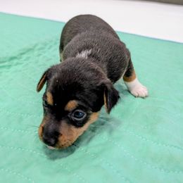 Janet - Black tan and white female Rat Terrier puppy in Jerusalem, Ohio from Twin Hickory Ranch