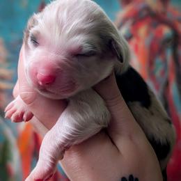 Prince - Blue merle male Australian Shepherd puppy in Georgetown, Texas from River Reign Australian Shepherds
