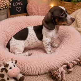 Mini moo - Piebald female Dachshund puppy in Florida from Doxie Rugrats