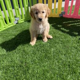 Golden Retriever Puppies from Martinez Desert Goldens