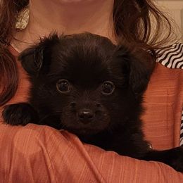 Blazer - Black parti male Pomeranian puppy in Pass Christian, Mississippi from Cristina Cammarota