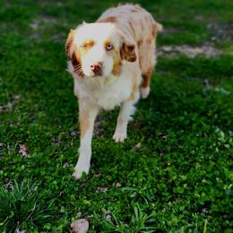 Ginger - Australian Shepherd