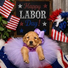 Sassy - Dark golden female Golden Retriever puppy in Guthrie, Oklahoma from Raised Right Pups