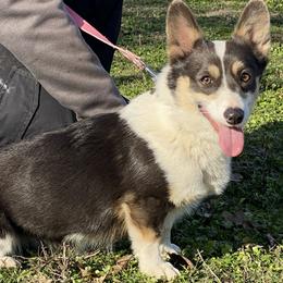 Vega - American Corgi