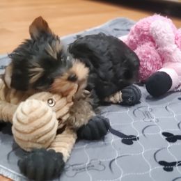 Yorkshire Terrier Puppies from Yorkie Puppies Redwood Ranch Chicago