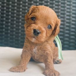 Aruba - Red female Cavapoo puppy in Van Alstyne, Texas from Home Grown Puppies