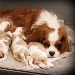 Cavalier King Charles Spaniel Puppies from Royal Flush Cavaliers