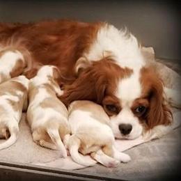 Cavalier King Charles Spaniel Puppies from Royal Flush Cavaliers
