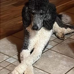 Spartacus - Poodle