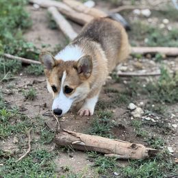 Maverick - Pembroke Welsh Corgi