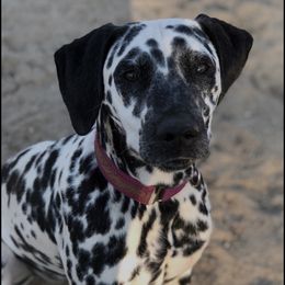 Dream - Dalmatian