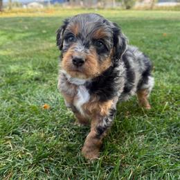 Applejack - Blue merle male Aussiedoodle puppy in Heber City, Utah from Junipersdoodles