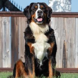 Cindy - Bernese Mountain Dog