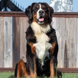 Cindy - Bernese Mountain Dog
