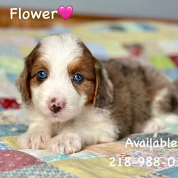 Flower - Blue merle female Aussiedoodle puppy in Lancaster, Minnesota from Finney Ranch