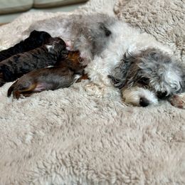 Bernedoodle, Cavapoo, Cockapoo, and Sheepadoodle Puppies from GimiPup Doodles