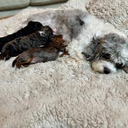 Bernedoodle, Cavapoo, Cockapoo, and Sheepadoodle Puppies from GimiPup Doodles