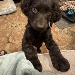 Boykin Spaniel Puppies from Drakes Creek Boykins LLC