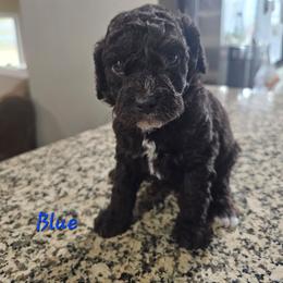 Obi-Wan Kenobi - Brown and white male Cockapoo puppy in Fort White, Florida from Jade
