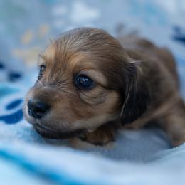 Dijon - Cream female Dachshund puppy in Perry, Florida from EntityDachs