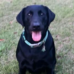 Kova - Labrador Retriever
